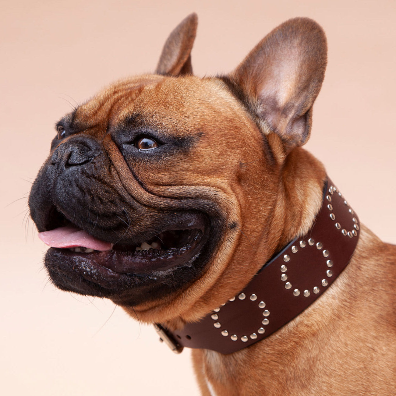 French bulldog shop studded collar