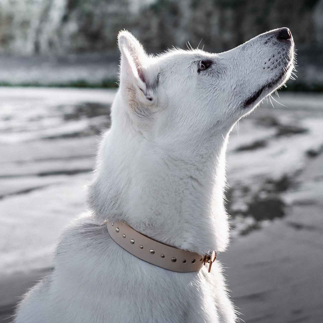 Husky collars clearance and leads